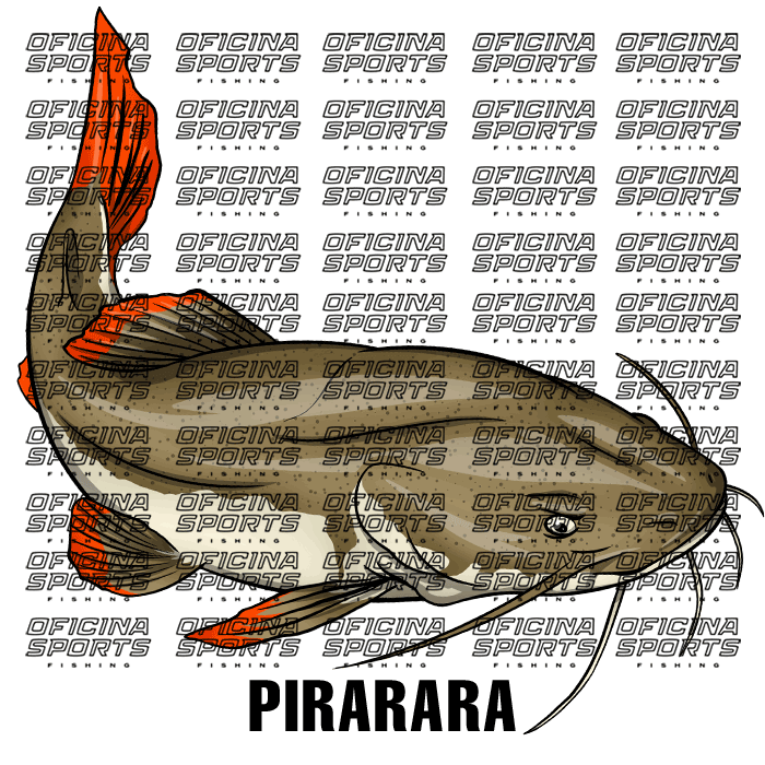 PIRARARA-3