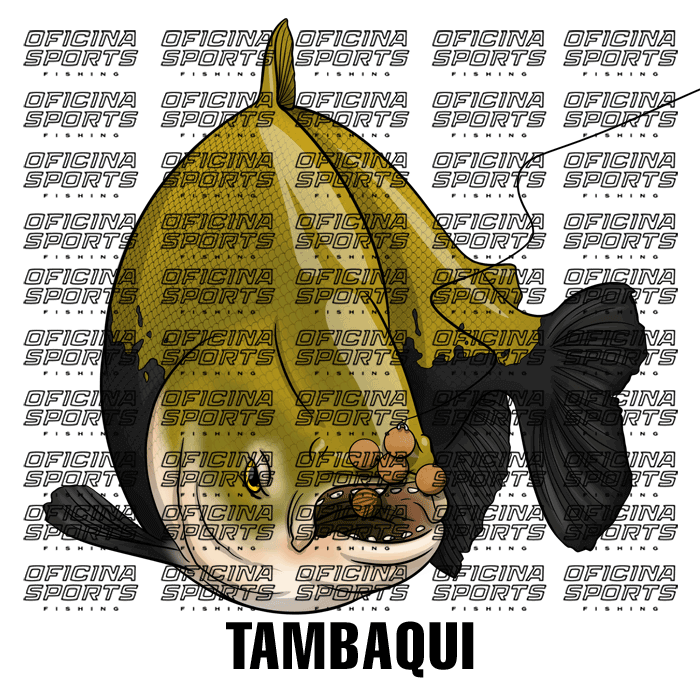 TAMBAQUI-2