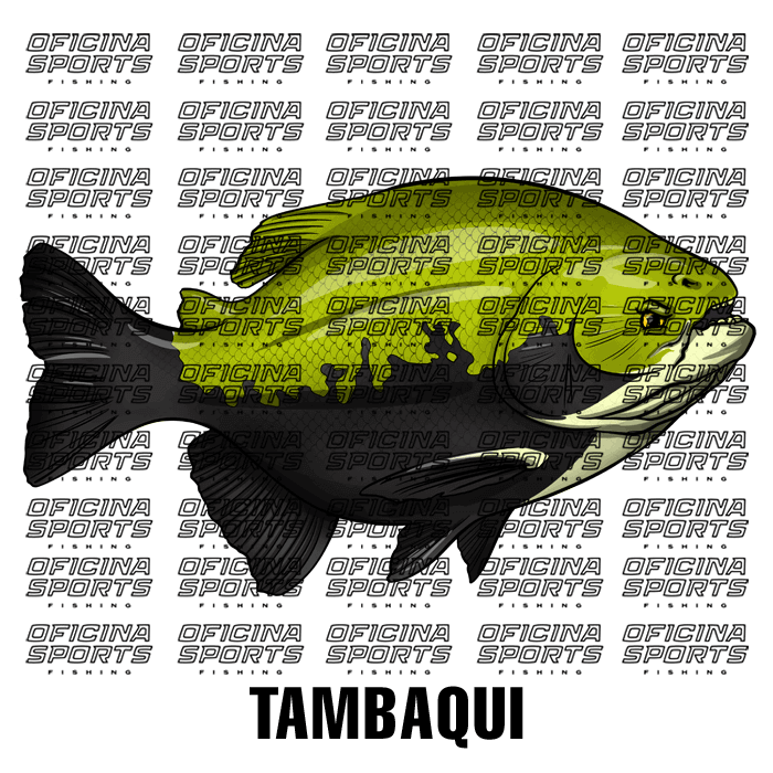 TAMBAQUI-3