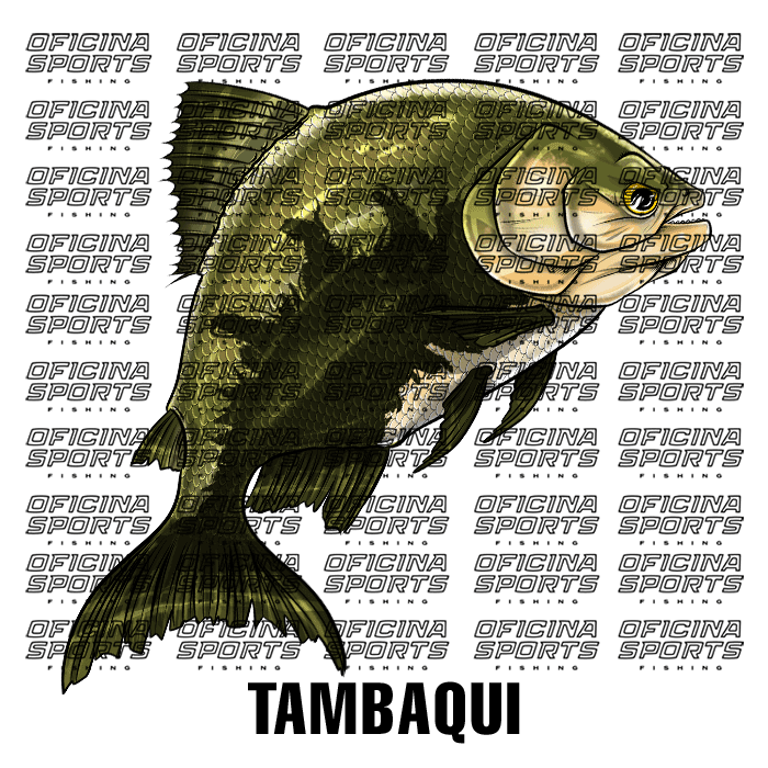 TAMBAQUI-4