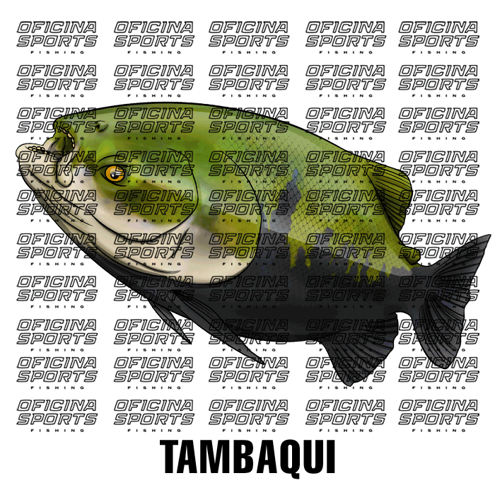 TAMBAQUI